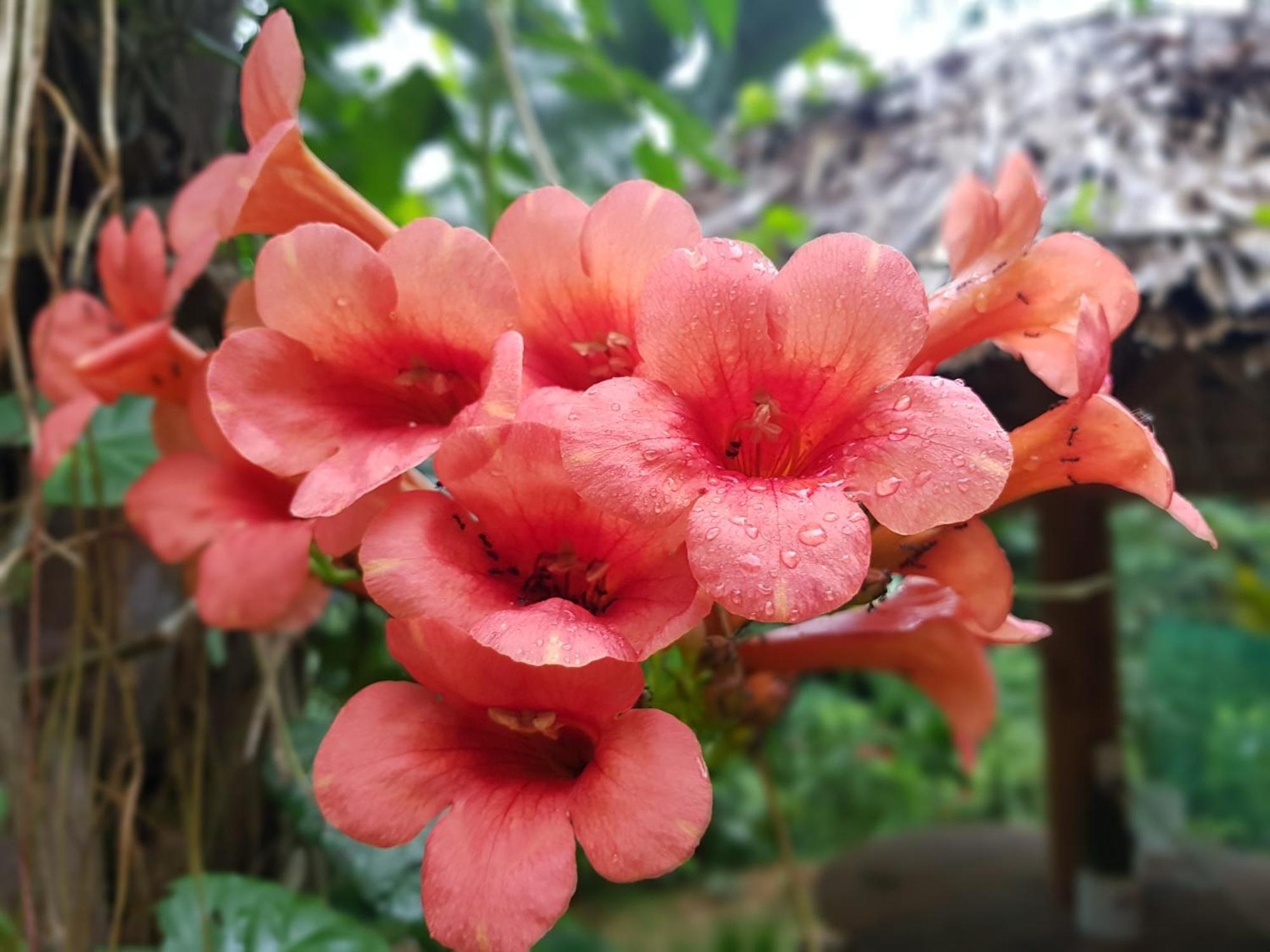 Vu Linh Palm House Homestay - Bungalow Yen Bai Exteriör bild